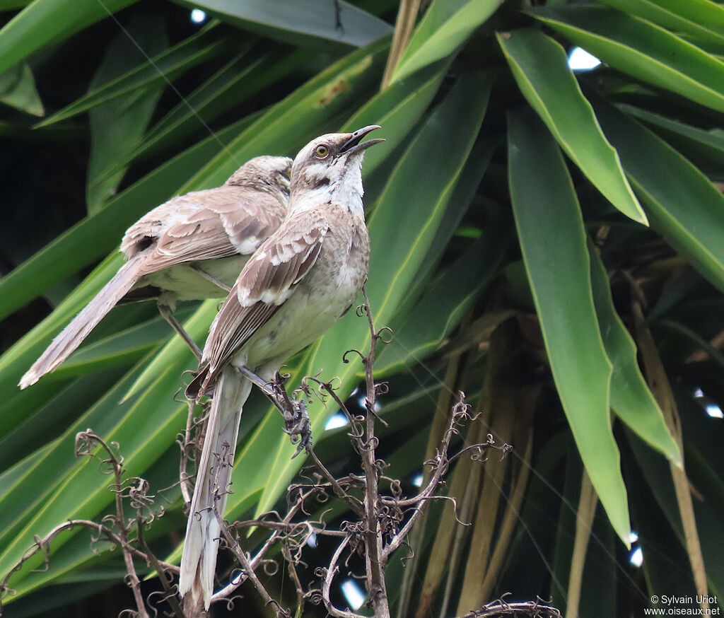 Long-tailed Mockingbirdadult