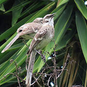 Long-tailed Mockingbird