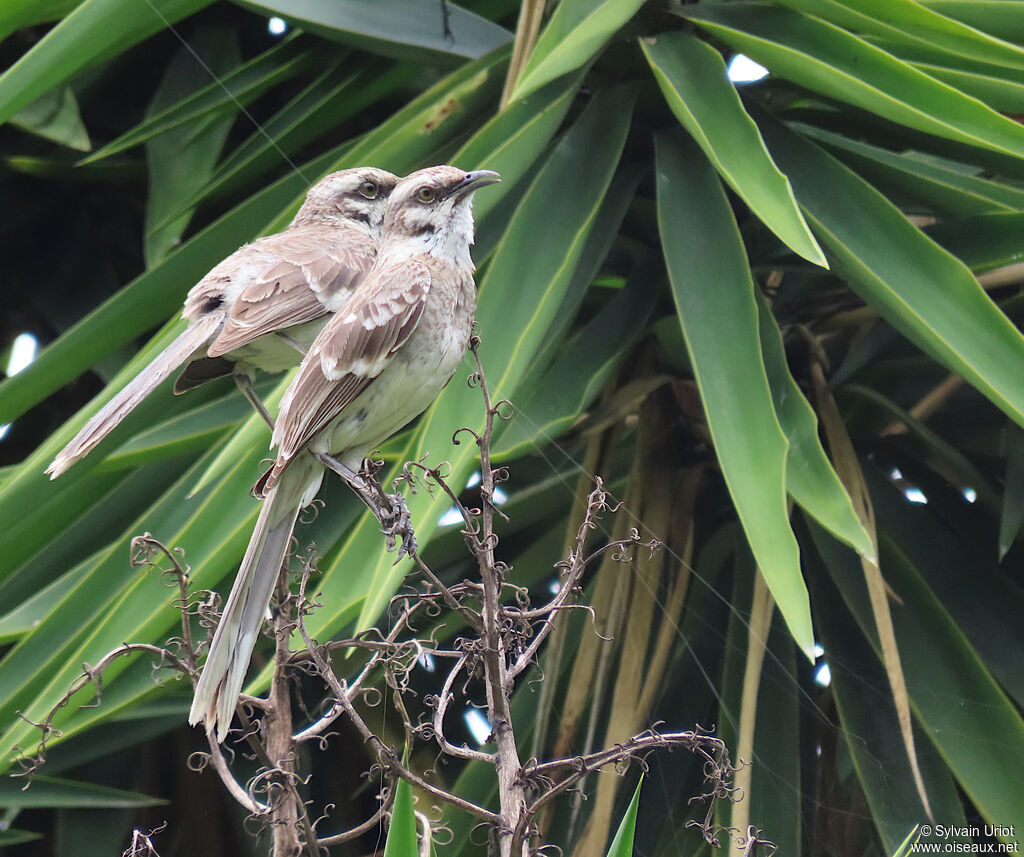 Long-tailed Mockingbirdadult