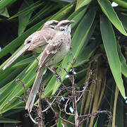 Long-tailed Mockingbird