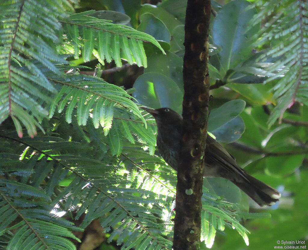 Pearly-eyed Thrasheradult