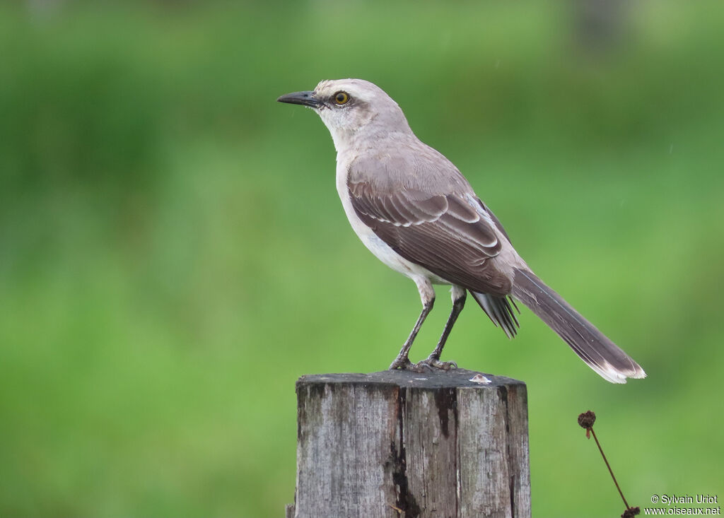 Tropical Mockingbirdadult