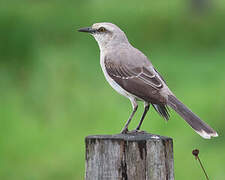 Tropical Mockingbird