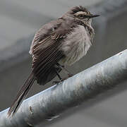 Tropical Mockingbird