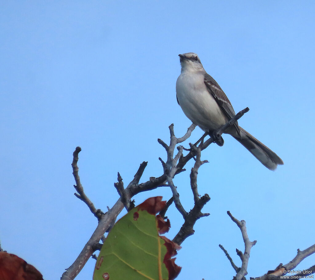 Tropical Mockingbirdadult