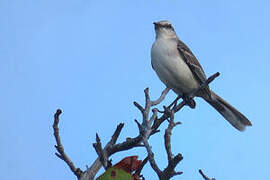 Tropical Mockingbird