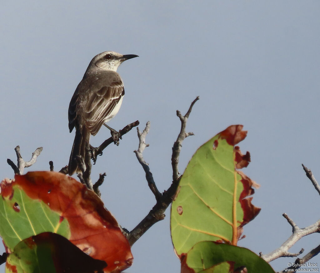 Tropical Mockingbirdadult