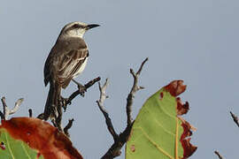 Tropical Mockingbird