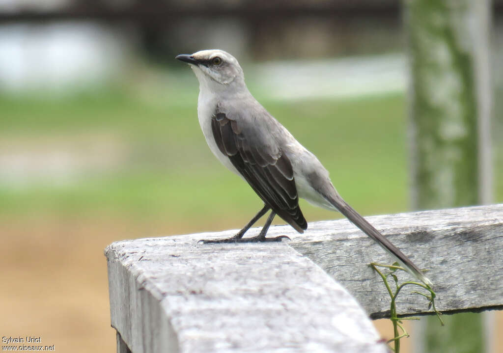 Moqueur des savanesadulte, identification