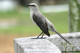 Tropical Mockingbird