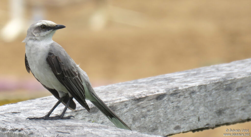 Tropical Mockingbird