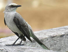 Tropical Mockingbird