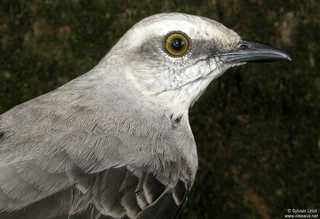 Tropical Mockingbirdadult