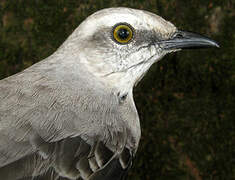 Tropical Mockingbird