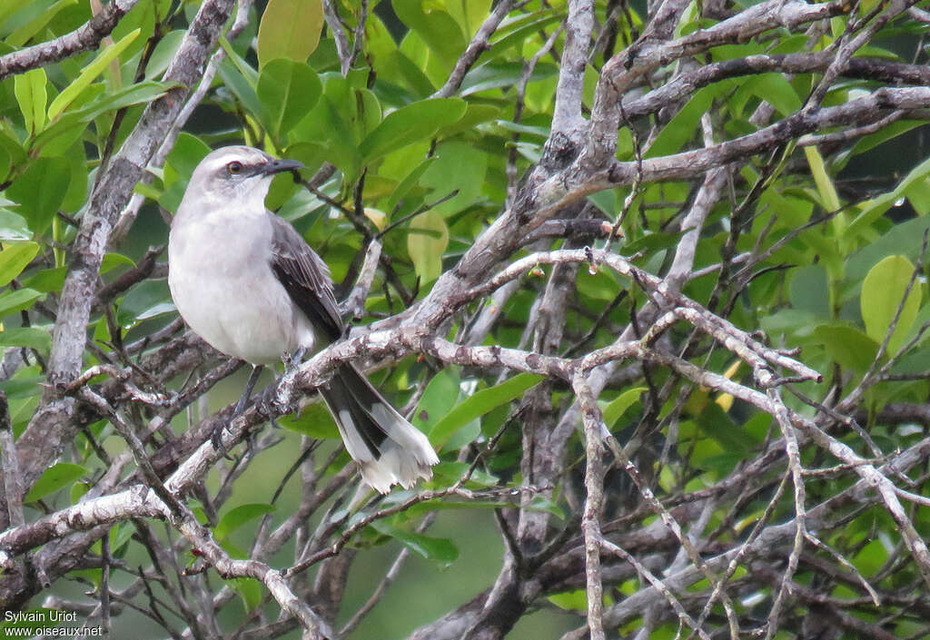 Tropical Mockingbirdadult, habitat, pigmentation