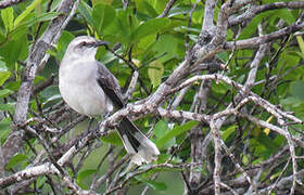 Tropical Mockingbird