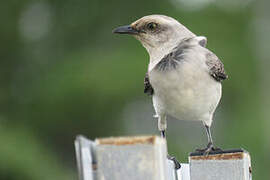 Tropical Mockingbird