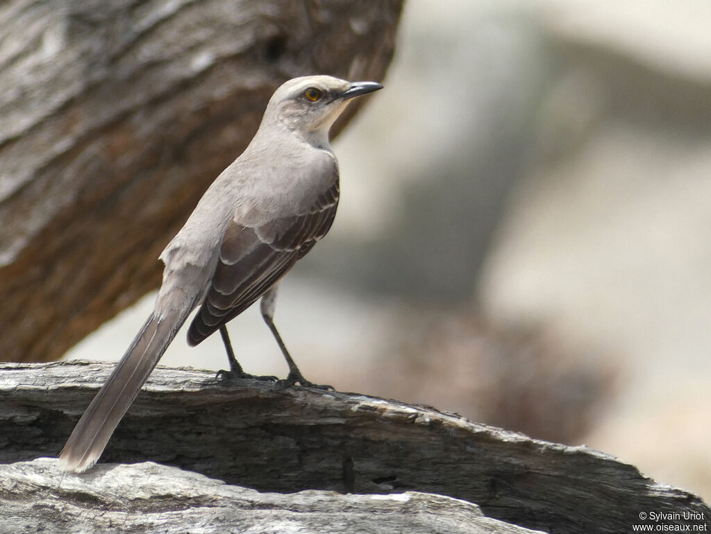 Tropical Mockingbirdadult