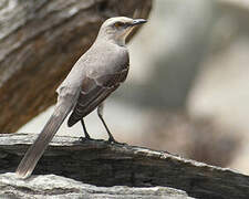 Tropical Mockingbird