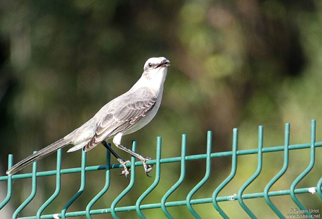 Tropical Mockingbirdadult