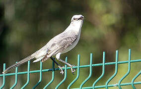 Tropical Mockingbird