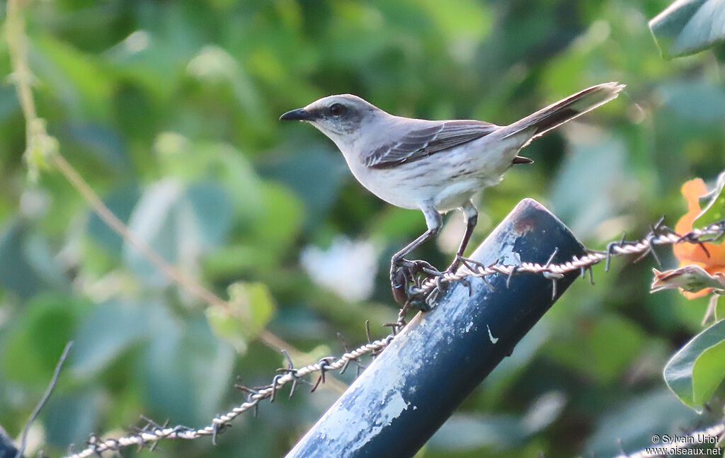 Tropical Mockingbirdadult