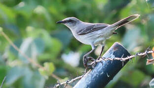 Tropical Mockingbird