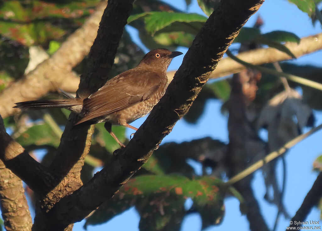 Scaly-breasted Thrasheradult