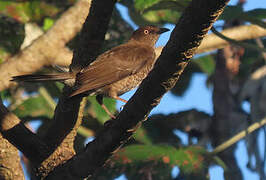 Scaly-breasted Thrasher