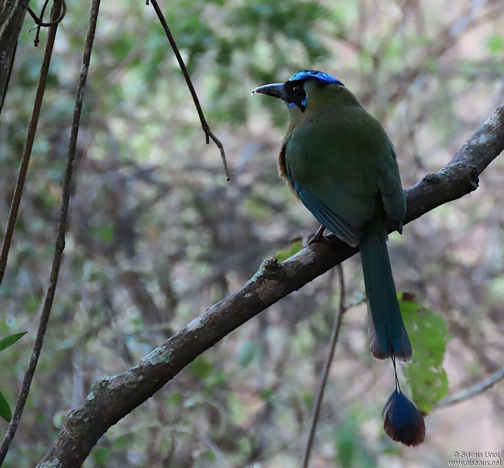 Motmot d'Équateur