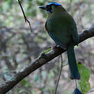 Motmot d'Équateur