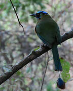 Andean Motmot