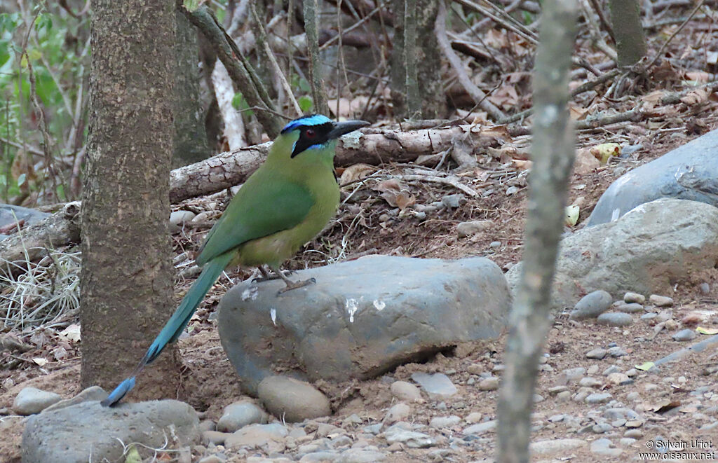 Motmot d'Équateur