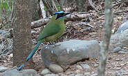 Motmot d'Équateur