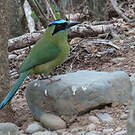 Motmot d'Équateur