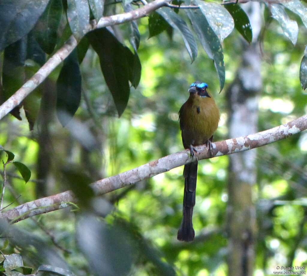 Motmot houtouc