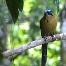 Motmot houtouc