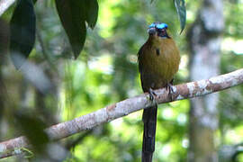 Motmot houtouc