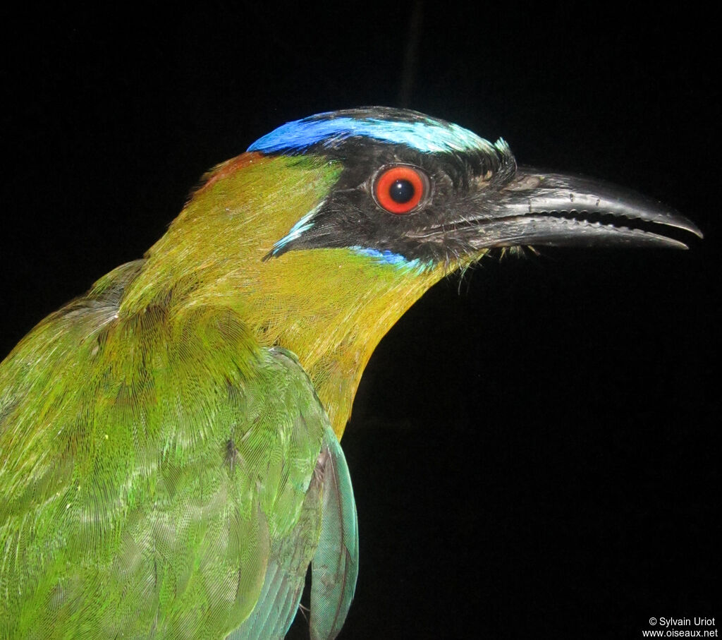 Motmot houtoucadulte