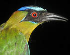 Motmot houtouc