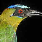Motmot houtouc