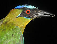 Amazonian Motmot