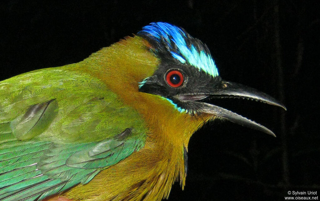 Amazonian Motmotadult