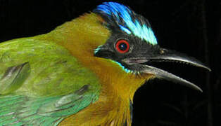 Amazonian Motmot