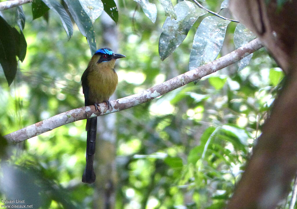 Motmot houtoucadulte, habitat