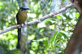 Motmot houtouc