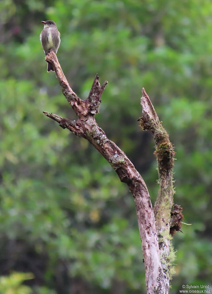 Olive-sided Flycatcheradult