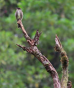 Olive-sided Flycatcher