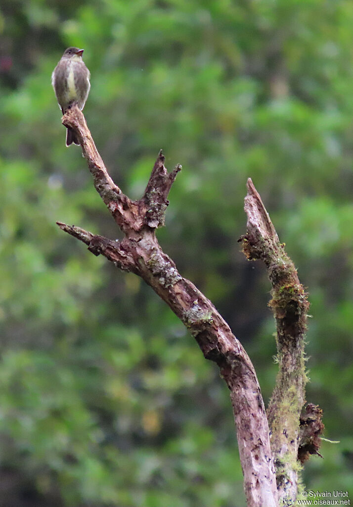 Olive-sided Flycatcheradult