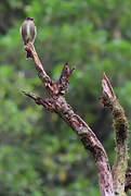 Olive-sided Flycatcher